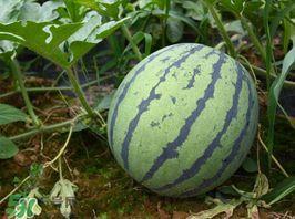 吃瓜网多少钱一斤,一斤多少钱，让你轻松了解市场行情