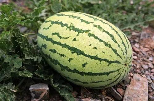 吃瓜网多少钱一斤,一斤多少钱，让你轻松了解市场行情