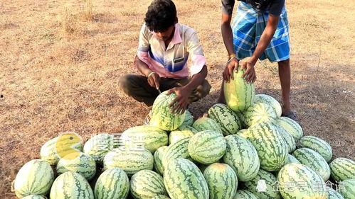 淄博网红学吃瓜,揭秘网红圈背后的“瓜田”故事