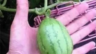 八卦吃瓜网红图片,揭秘网络红人的幕后故事