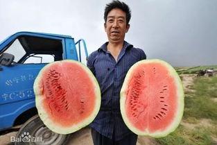 吃瓜网答案,带你领略网络热议背后的真相