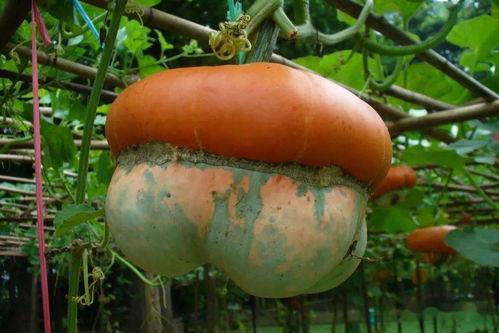 sungua吃瓜网,带你领略网络八卦新风向