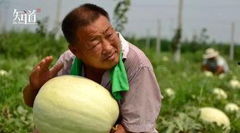 吃瓜网应用,揭秘娱乐圈幕后故事，带你畅游八卦海洋