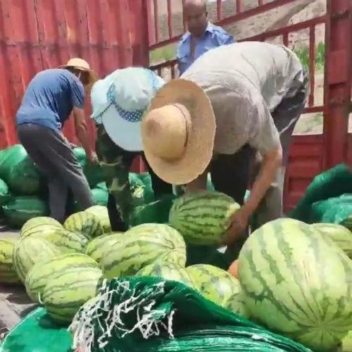 国网国培吃瓜,揭秘电力行业人才培养的“吃瓜”故事