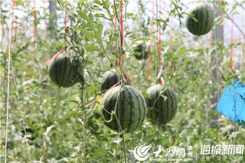 51吃瓜网最近地址,揭秘幕后真相，带你走进吃瓜界的风云变幻！”