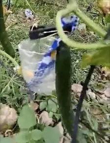 成县网红吃瓜事件视频,一场网络狂欢背后的真相揭秘