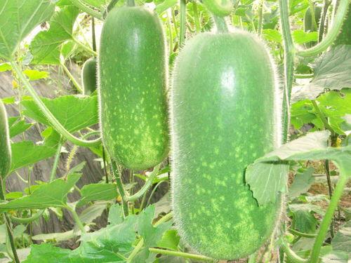 吃瓜网免费官网郑润泽