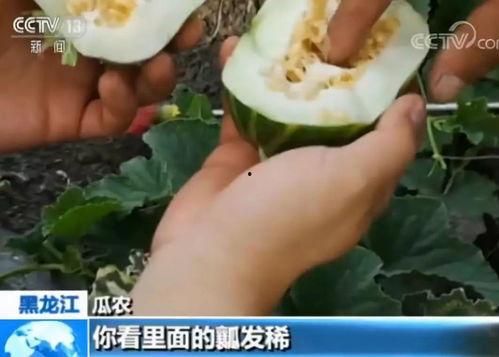 cctv吃瓜网,揭秘娱乐圈幕后故事，带你领略明星真实生活