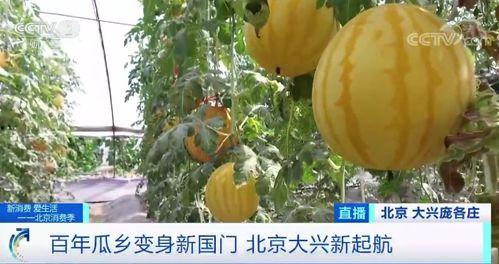 cctv吃瓜网,揭秘娱乐圈幕后故事，带你领略明星真实生活