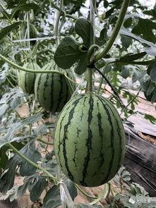 义乌网红吃瓜,揭秘网红圈背后的故事与真相