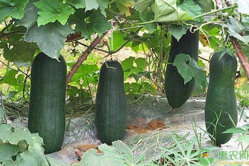 诸暨网红吃瓜事件真相,真相背后引人深思