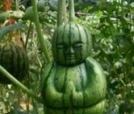 诸暨网红吃瓜事件真相,真相背后引人深思