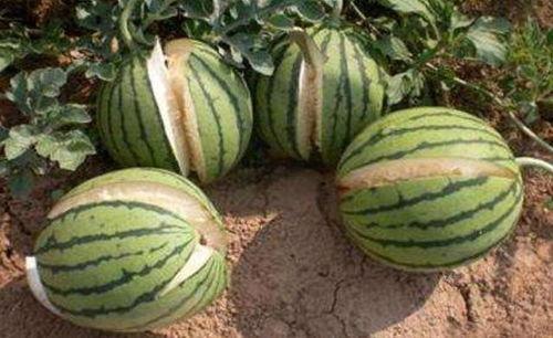 邳州网红吃瓜事件真相,真相背后的网络风波