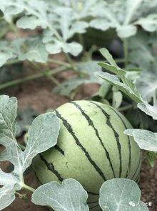 网红吃的紫色瓜,揭秘紫色瓜的独特魅力与食用体验