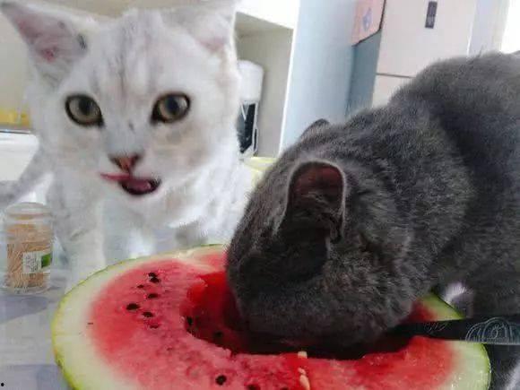 猫的次元吃瓜网,揭秘虚拟世界中的喵星人娱乐盛宴