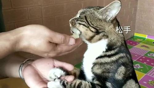 猫的次元吃瓜网,揭秘虚拟世界中的喵星人娱乐盛宴