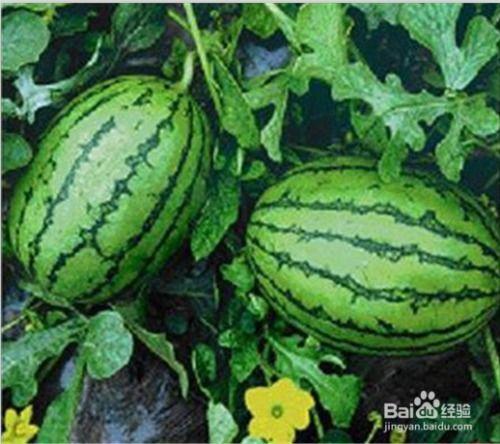 吃瓜吗网,吃瓜吗网带你领略明星幕后故事