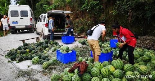 新郑市龙湖镇网红吃瓜,网红吃瓜盛地，探寻夏日消暑新风尚