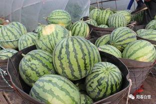 51吃货网有啥瓜,美食圈那些不为人知的“瓜”