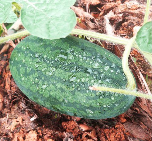 莆田网红吃瓜视频,揭秘幕后真相，带你领略网络红人魅力