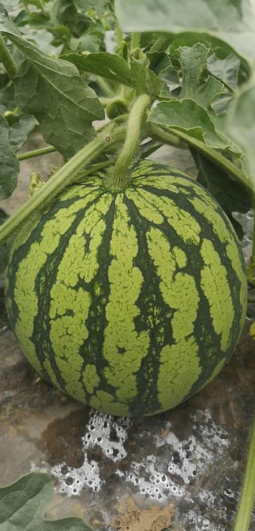 吃瓜网必看大瓜,吃瓜网必看大瓜盘点