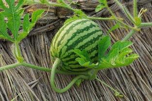 吃瓜网的其他功能,一站式娱乐资讯平台，畅享全网热点