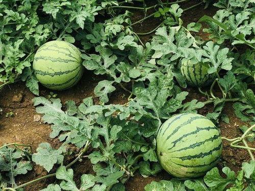 武陟网红吃瓜事件,一场网络狂欢背后的真相揭秘