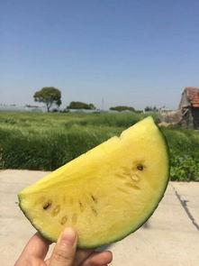 吃瓜网红头像照片大全,趣味横生的表情包盛宴