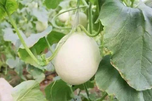 龙南网红吃瓜事件,揭秘网络舆论的风云变幻