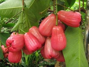 莲雾吃瓜网,揭秘网络红人背后的故事与争议