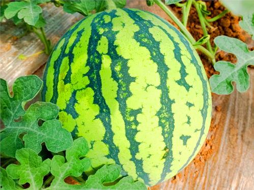 网红热巴吃热瓜,网红热巴的美食诱惑