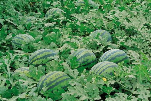 东港网红吃瓜群微信