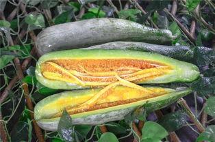 网红吃的软瓜有哪些,网红们钟爱的软瓜美食大盘点