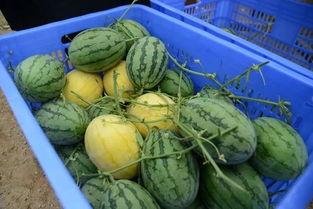 郫县网红吃瓜群微信号,揭秘网络红人的幕后故事