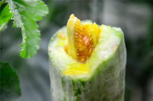 阿珠网红吃瓜,揭秘娱乐圈幕后真相