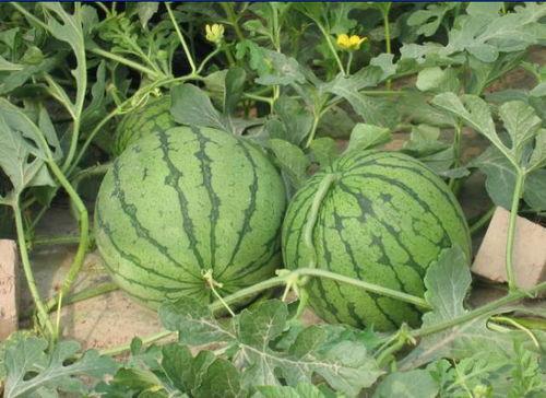 韩城网红事件吃瓜