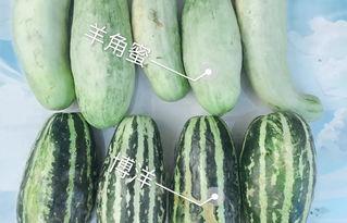 内蒙网红dy吃瓜